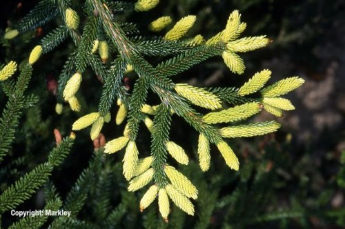 Picea orientalis 'Aurea'