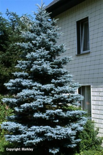 Picea pungens 'Glauca'