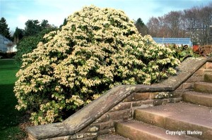 Pieris japonica