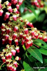 Pieris japonica 'Valley Valentine'