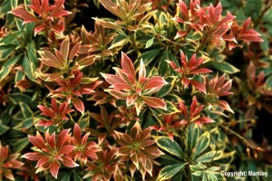 Pieris japonica 'Variegata'