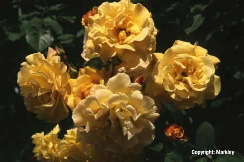 Rosa 'Postillion' -R-