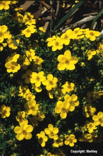 Potentilla fruticosa in Sorten