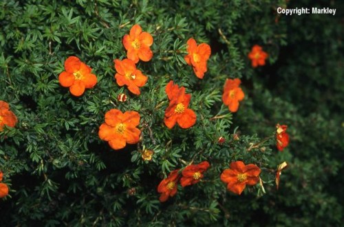 Potentilla fruticosa 'Red Robin'