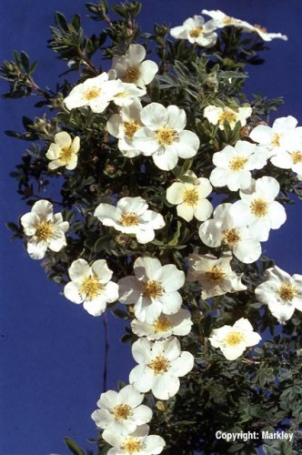 Potentilla fruticosa var. mandschurica