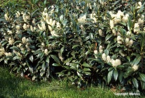 Prunus laurocerasus 'Herbergii'