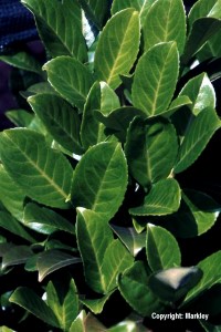 Prunus laurocerasus 'Rotundifolia'