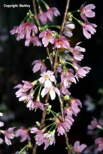 Prunus 'Okame'