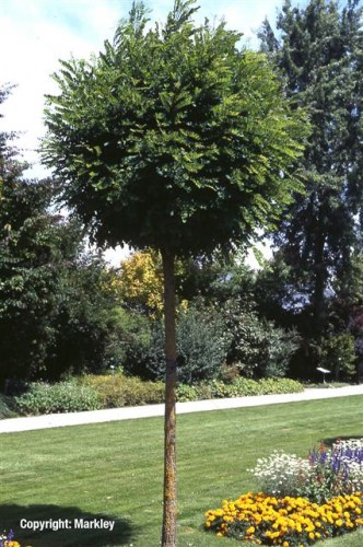 Robinia pseudoacacia 'Umbraculifera'