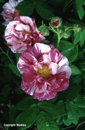 Rosa gallica versicolor