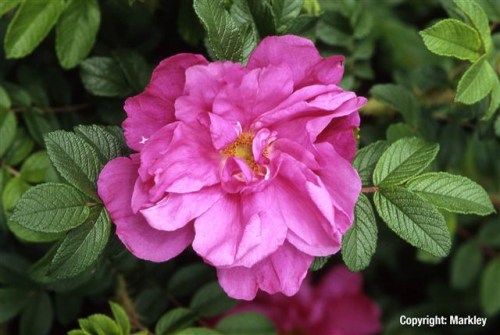Rosa rugosa 'Hansa'