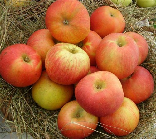 Malus 'Roter Berlepsch'