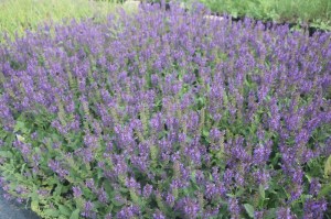 Salvia nemorosa 'Mainacht'