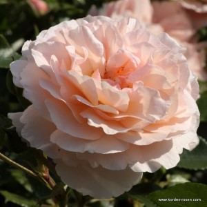 Rosa 'Sebastian Kneipp' -R-