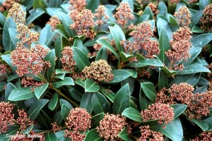 Skimmia japonica 'Rubella'