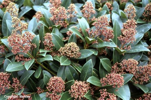 Skimmia japonica 'Rubella'
