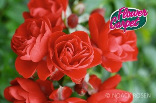 Rosa 'Sorrento' - R -