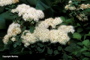 Spiraea betulifolia