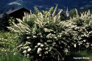 Spiraea cinerea 'Grefsheim'