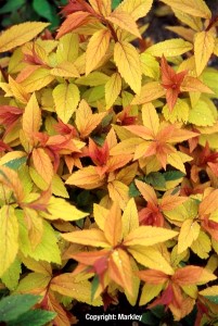 Spiraea japonica 'Goldflame'