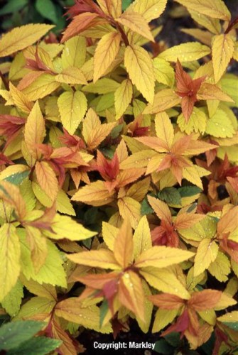 Spiraea japonica 'Goldflame'