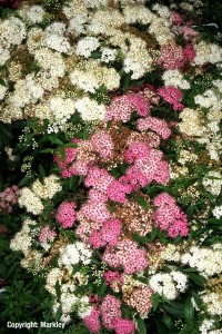 Spiraea japonica 'Shirobana'