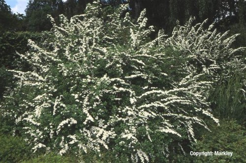 Spiraea nipponica 'Snowmound'