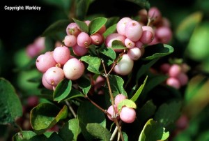 Symphoricarpos doorenbosii 'Amethyst'