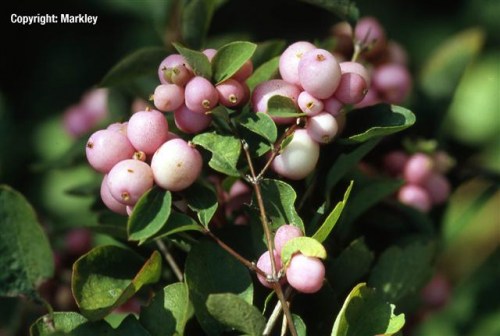 Symphoricarpos doorenbosii 'Amethyst'
