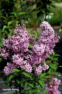 Syringa chinensis 'Saugeana'