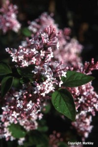 Syringa microphylla 'Superba'