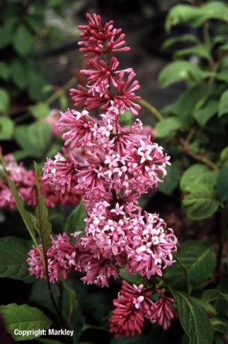 Syringa prestoniae 'Miss Canada'