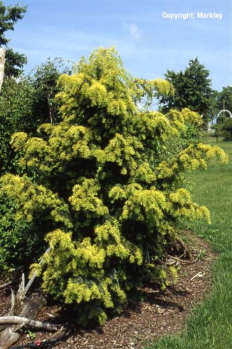 Taxus baccata 'Dovastonii Aurea'