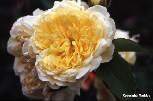 Rosa 'The Pilgrim' -R-