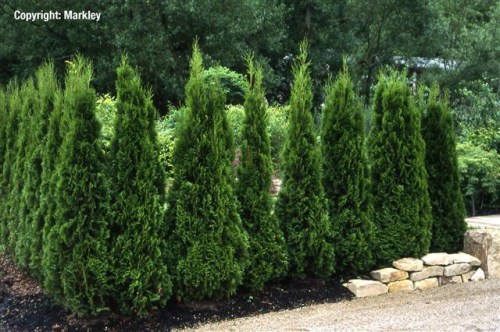 Thuja occidentalis 'Smaragd'