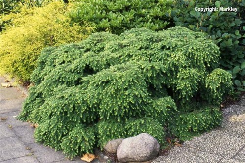 Tsuga canadensis 'Nana'