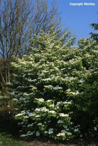 Viburnum plicatum