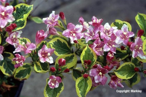 Weigela florida 'Nana Variegata'