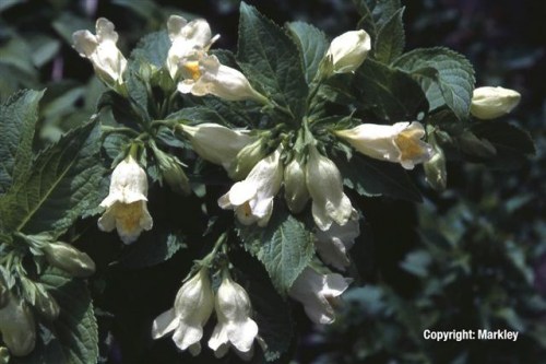 Weigela middendorffiana