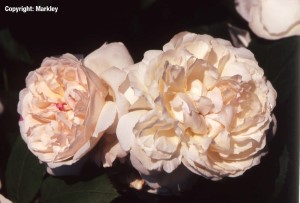 Rosa 'Winchester Cathedral' -R-