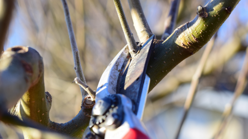 Schnittkurs am 13. Februar 2027