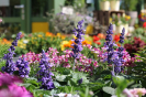 Frühjahrsmarkt 2022 - Bienen im Garten_37