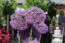 Frühjahrsmarkt 2022 - Bienen im Garten_7