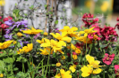 Frühjahrsmarkt 2022 - Bienen im Garten_9