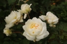 Apfelmarkt 2015_33