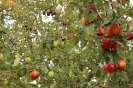Apfelmarkt 2015_3