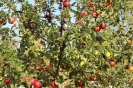 Apfelmarkt 2015_45