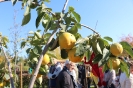 Apfelmarkt 2015_59