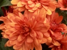 herbstliche Impressionen_12