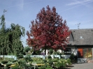 herbstliche Impressionen_2